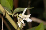 Hog Peanut